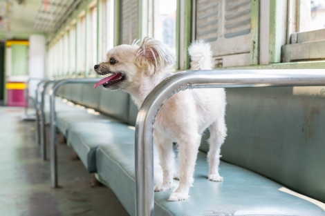 Un viaggio speciale: il cane che non ha mai smesso di cercare il suo padrone